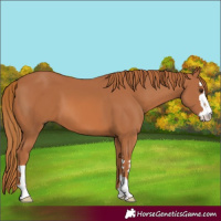 Horse Color:Chestnut 