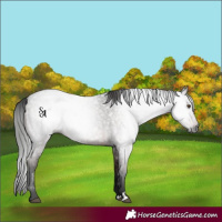 Horse Color:Gray Brown Roan Mushroom