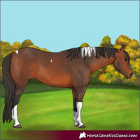 Horse Color:Bay Tobiano 