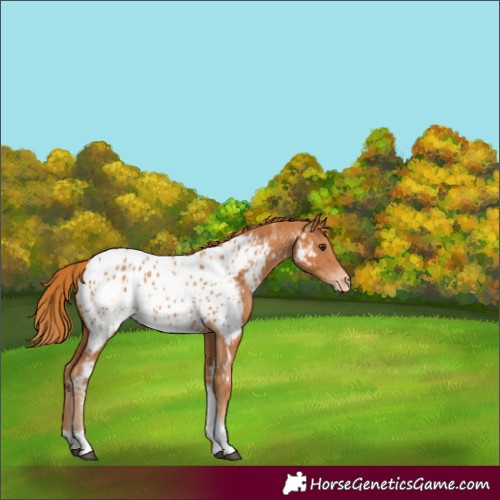 Horse Color:Chestnut Tobiano Appaloosa