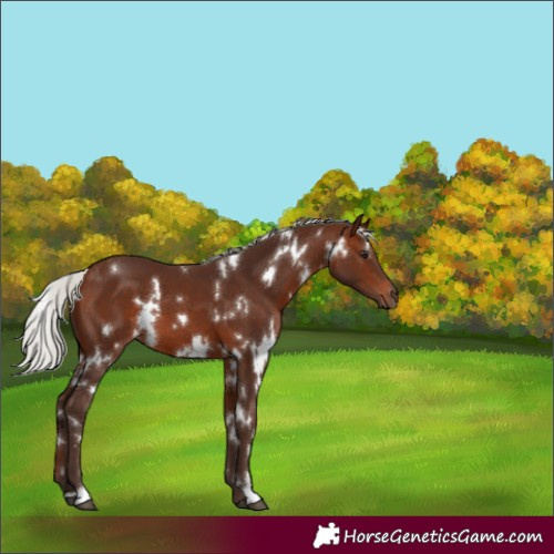 Horse Color:White Spotted Silver Brown