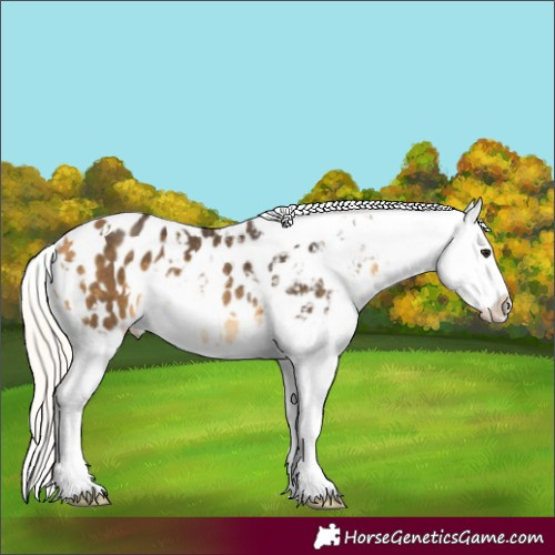 Horse Color:White Spotted Silver Buckskin Splash Appaloosa Rabicano