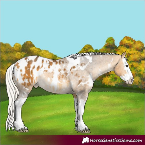Horse Color:White Spotted Silver Buckskin Splash Appaloosa Rabicano 