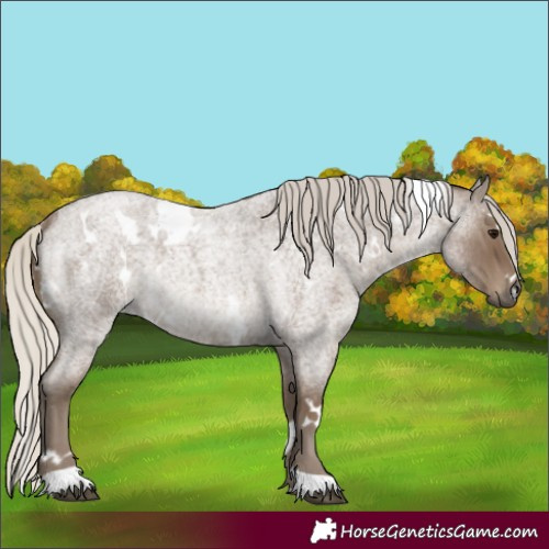 Horse Color:White Spotted Silver Smoky Blue Roan Rabicano 
