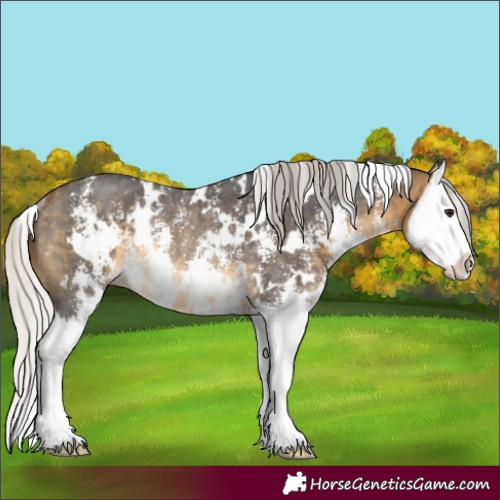 Horse Color:White Spotted Silver Buckskin Sabino Splash Rabicano 