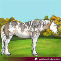 Horse Color:White Spotted Silver Buckskin Sabino Splash Rabicano 