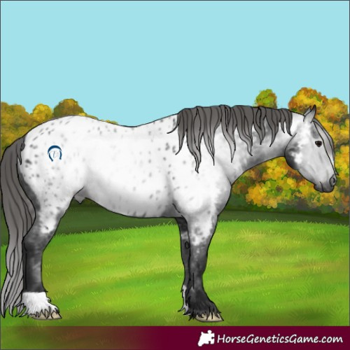 Horse Color:Gray Black Appaloosa 