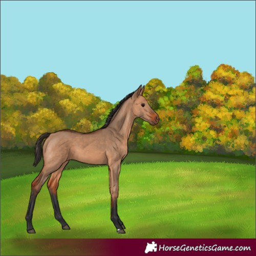 Horse Color:Bay Dun 