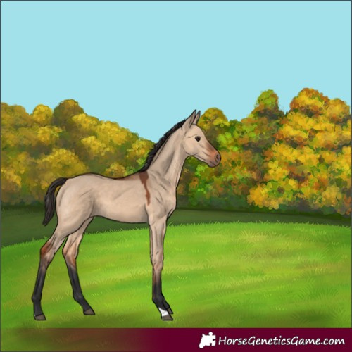 Horse Color:Bay Dun 
