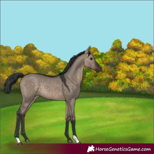Horse Color:Brown Dun Rabicano 
