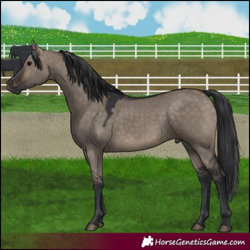 Horse Color:Brown Dun Rabicano 