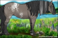 Horse Color:White Spotted Grullo