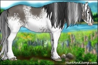 Horse Color:White Spotted Grullo Splash 