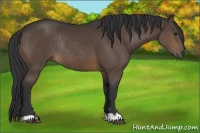 Horse Color:Brown Rabicano 