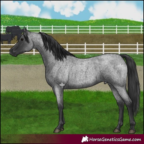 Horse Color:Blue Roan 