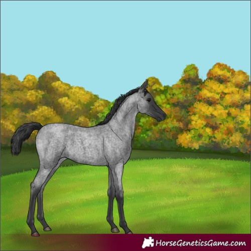 Horse Color:Blue Roan 