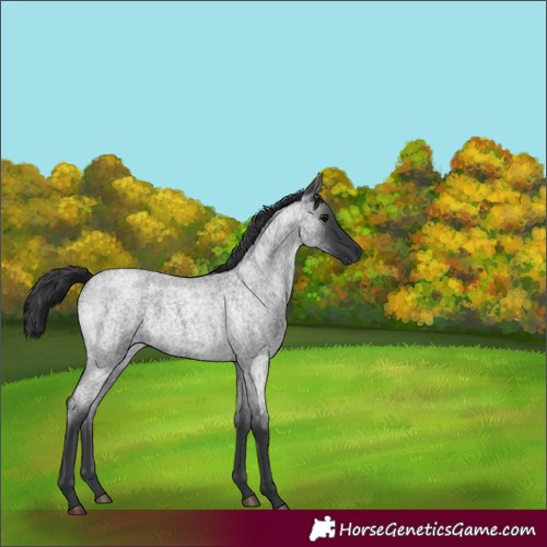Horse Color:Blue Roan 