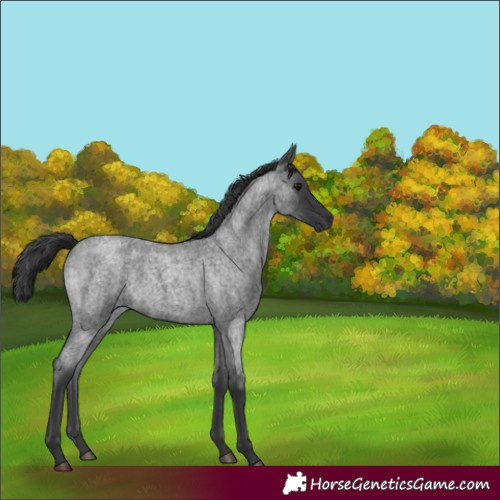 Horse Color:Blue Roan 