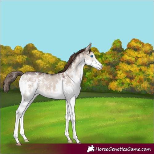 Horse Color:Liver Red Dun Sabino Splash 
