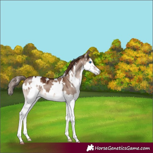 Horse Color:White Spotted Liver Red Dun Splash 