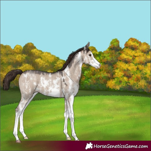 Horse Color:Liver Red Dun Sabino 
