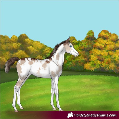 Horse Color:White Spotted Liver Red Dun Splash 