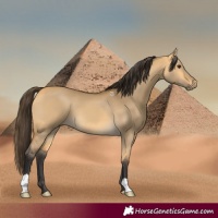 Horse Color:Buckskin Dun
