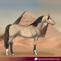 Horse Color:Buckskin Dun 