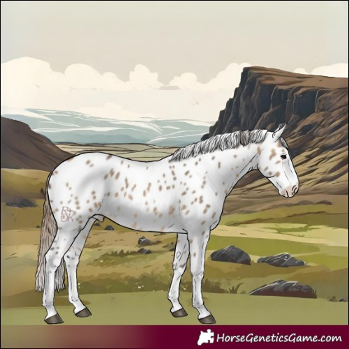 Horse Color:Buckskin Dun Sabino Appaloosa 