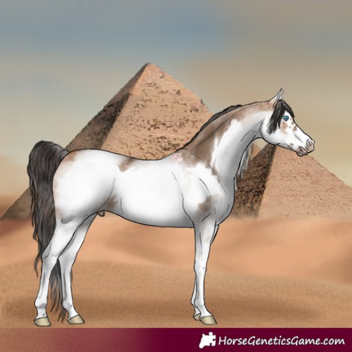 Horse Color:White Spotted Bay Dun Frame 