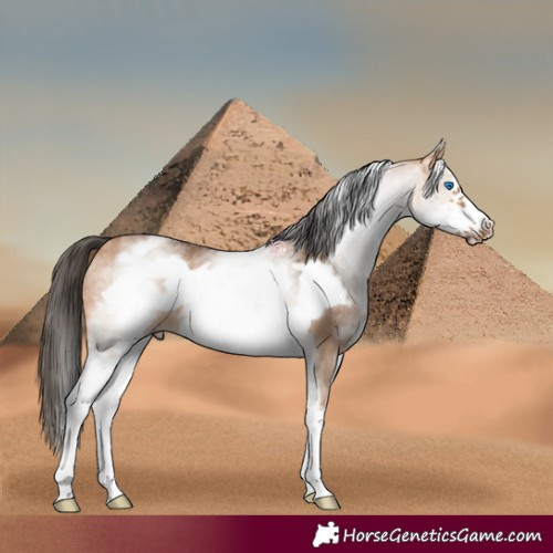 Horse Color:White Spotted Bay Dun Frame 