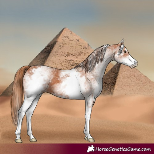 Horse Color:White Spotted Chestnut 