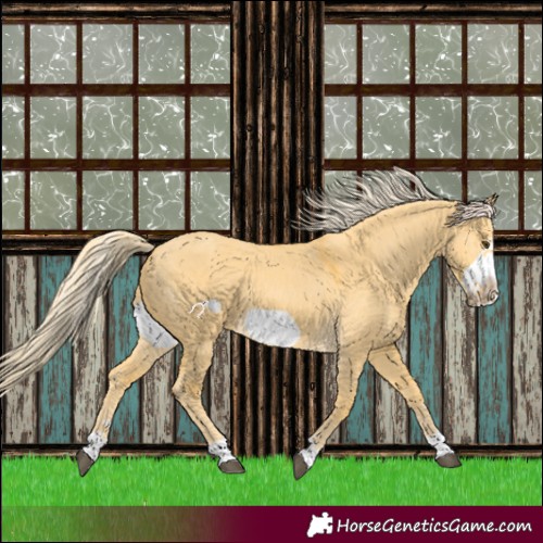 Horse Color:Palomino Dun Frame 