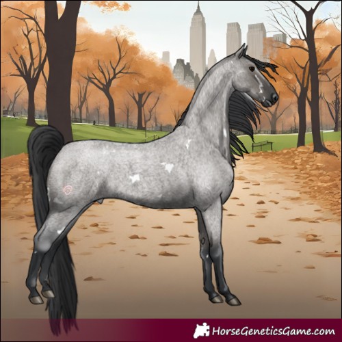 Horse Color:White Spotted Grullo Roan 