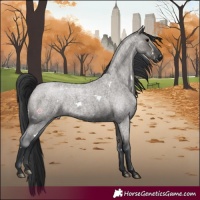 Horse Color:White Spotted Grullo Roan 