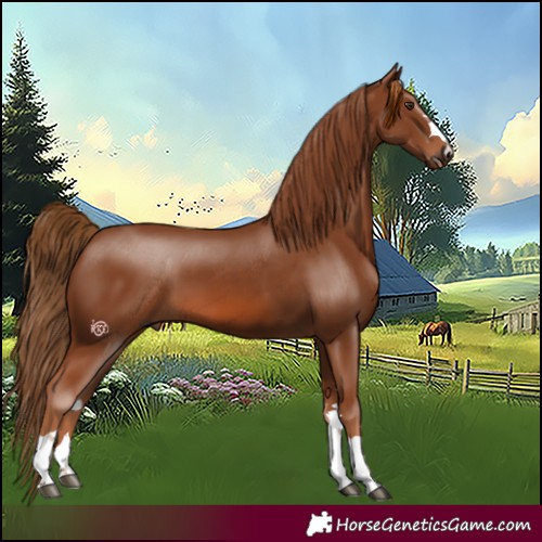 Horse Color:Chestnut 