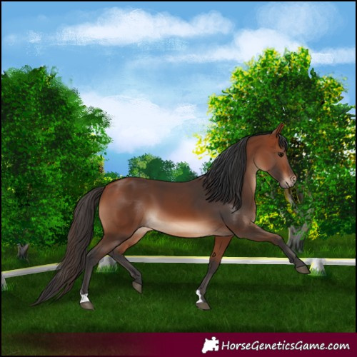 Horse Color:Bay 