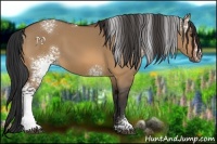 Horse Color:White Spotted Bay Dun 