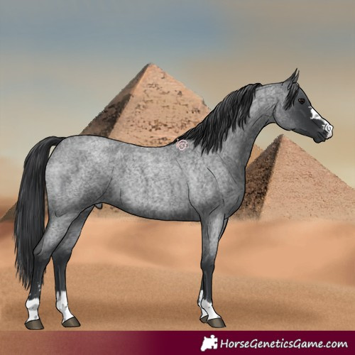 Horse Color:Blue Roan 