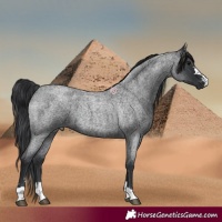 Horse Color:Blue Roan