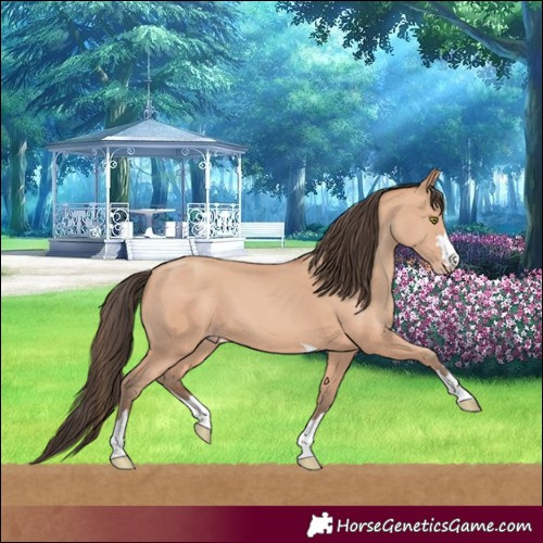 Horse Color:Amber Champagne 