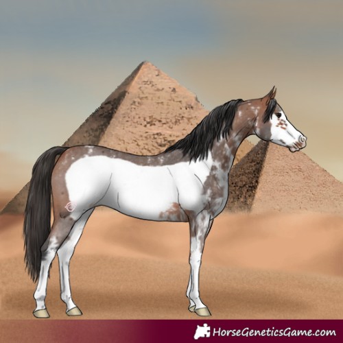 Horse Color:Bay Sabino Frame Rabicano 