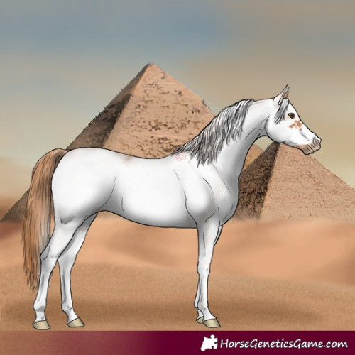 Horse Color:White Spotted Chestnut Frame 