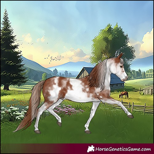 Horse Color:White Spotted Chestnut Frame 