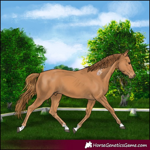 Horse Color:Chestnut 