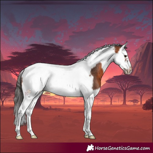 Horse Color:Bay Splash Tobiano Frame Rabicano 
