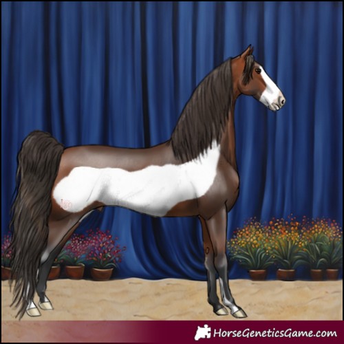 Horse Color:Bay Frame 