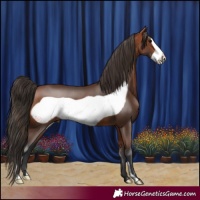 Horse Color:Bay Frame 