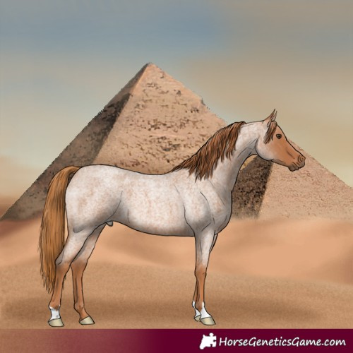 Horse Color:Red Roan 