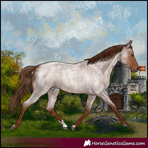 Horse Color:Red Roan 